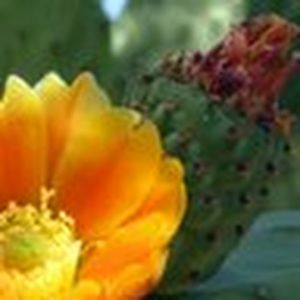 Meet your Posher, Rose